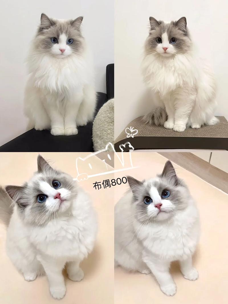 布偶猫慎食红薯，易致肠胃不适（布偶幼猫可以吃红薯吗）