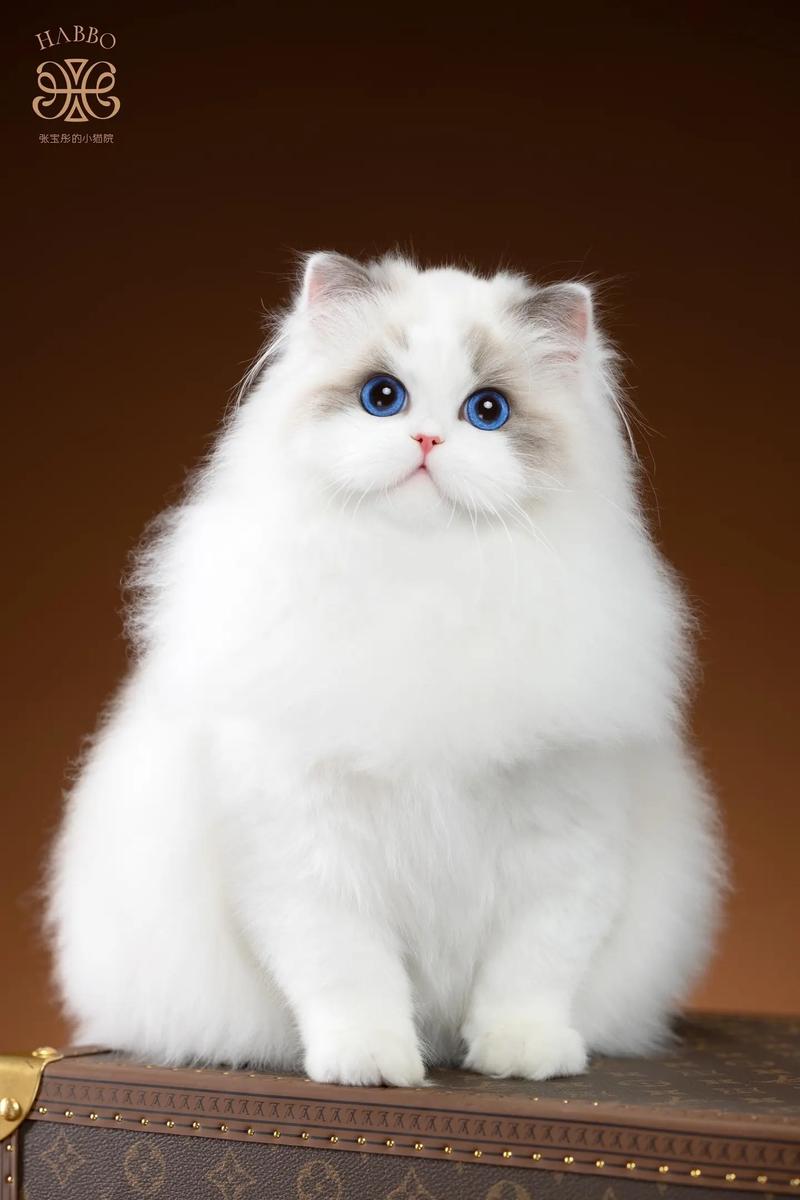 停止猫种歧视，所有猫咪都值得被爱（抖音网红布偶猫）