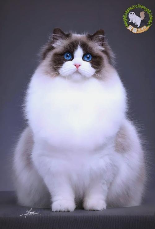 十种豪华宠物猫！（十大最贵名猫）