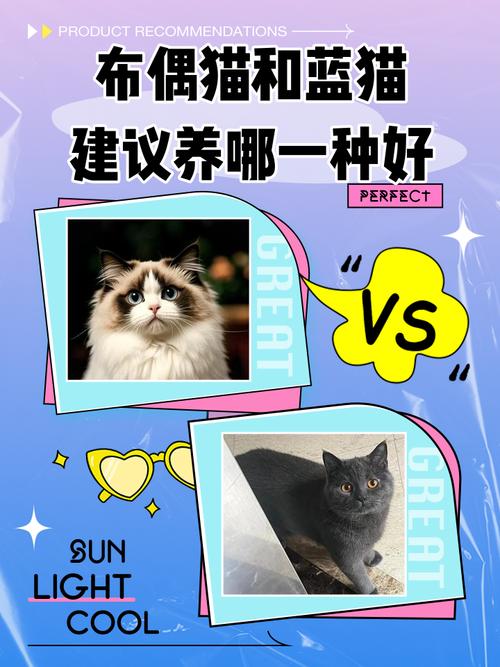 布偶粘人蓝猫懒，选猫看性格和掉毛（蓝猫与布偶猫哪个更温顺）