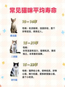 玳瑁猫寿命多久？8-12年，如何养长寿？（玳瑁猫寿命一般几年）