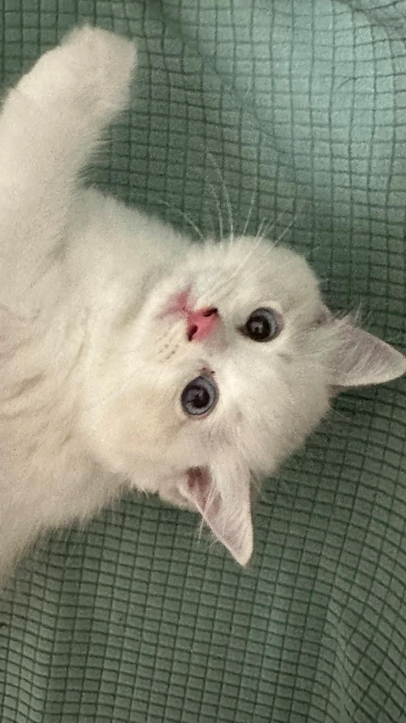 布偶猫为啥总缠着主人？（布偶猫黏人）