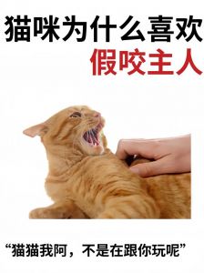 猫咪咬人原因多，理解引导更亲近（小猫为什么突然咬主人）