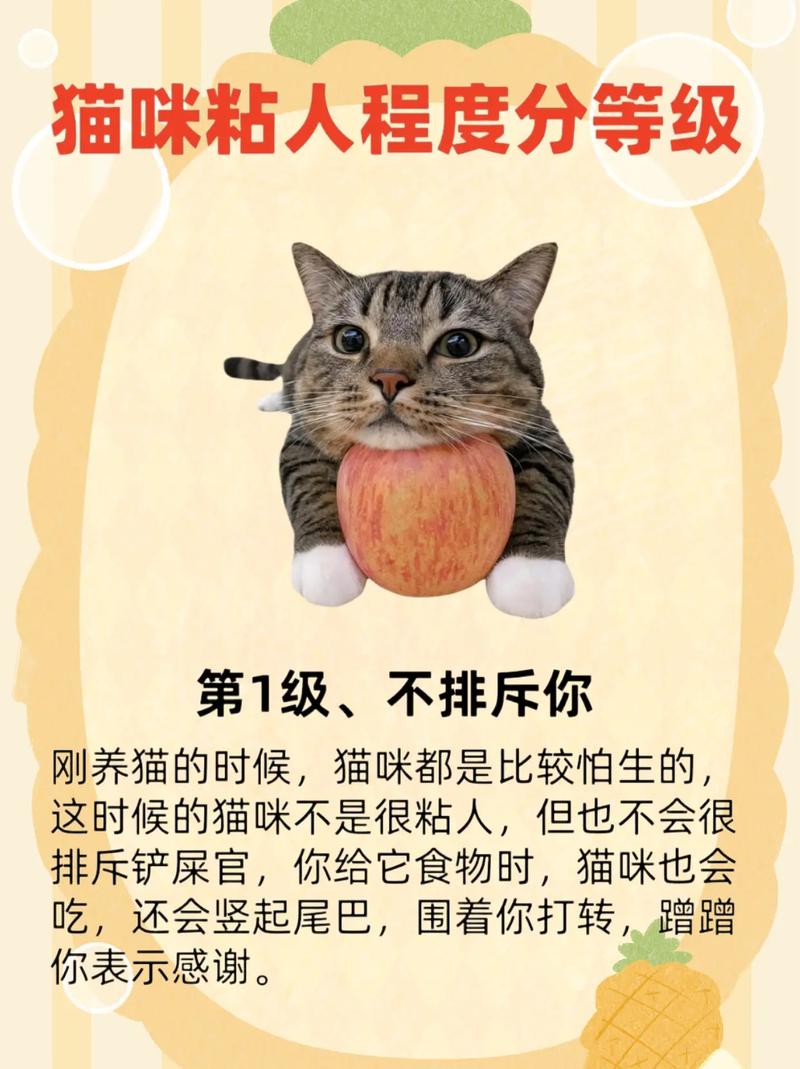 培养信任让猫咪变黏人（怎么养猫黏人听话）