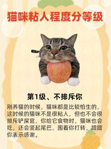 培养信任让猫咪变黏人（怎么养猫黏人听话）
