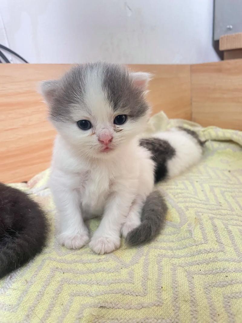 国产猫种介绍（净梵猫是布偶串的吗）