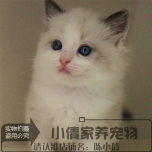 甜蜜负担，掉毛多易生病，养它需谨慎！（海豹双色纯种布偶猫）