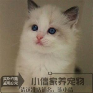 甜蜜负担，掉毛多易生病，养它需谨慎！（海豹双色纯种布偶猫）