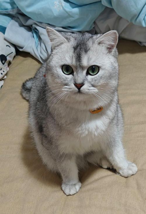 优雅纯种特征解析（正宗银渐层猫图片）
