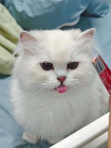 猫条少吃为妙，健康饮食最重要！（猫吃猫条有危害吗）