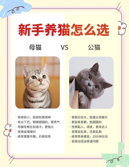 公猫母猫养护区别，性格性格差异，新手选猫指南（母猫和公猫哪个好养）