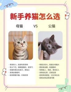 公猫母猫养护区别，性格性格差异，新手选猫指南（母猫和公猫哪个好养）