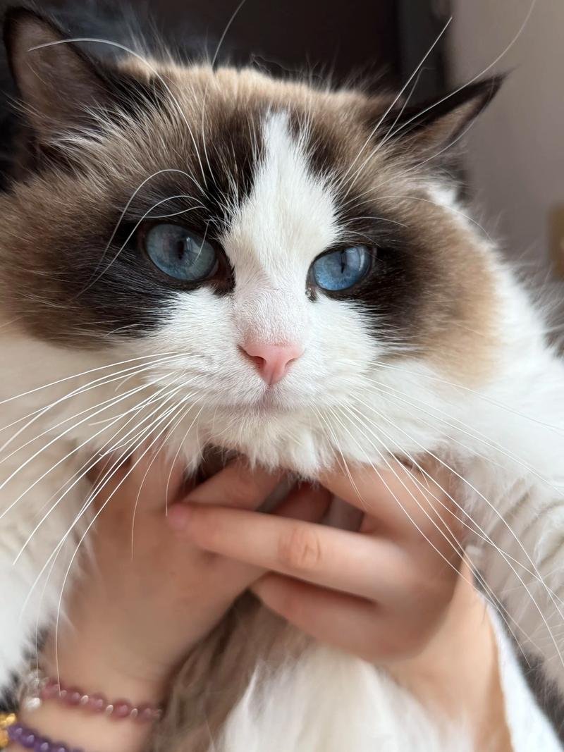 眼镜蛇遇布偶猫，猫咪惊险制胜（尾巴眼镜蛇看上布偶猫）