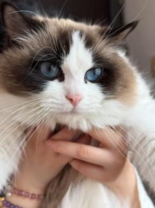 眼镜蛇遇布偶猫，猫咪惊险制胜（尾巴眼镜蛇看上布偶猫）