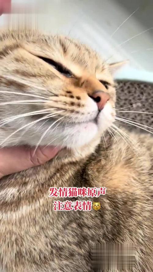 母猫发情叫哇偶，舔毛留味需理解（母猫哇偶哦哇偶叫是发情了吗）