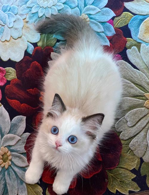 三个月布偶猫怎么养？（三个月大的布偶猫）