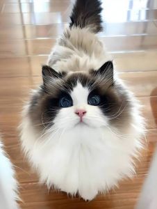 布偶猫发情食欲差？试试湿粮熟肉！（布偶母猫发情不吃猫粮怎么办）