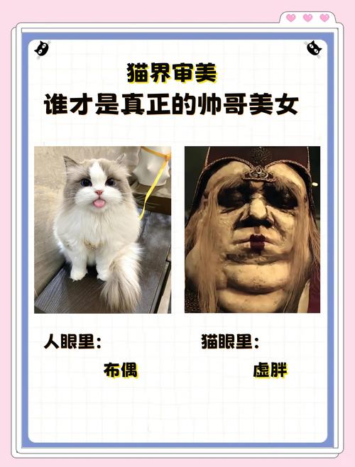 德文卷毛到布偶猫，颜值与喂养要点全知道！（猫眼中猫界颜值排行榜）