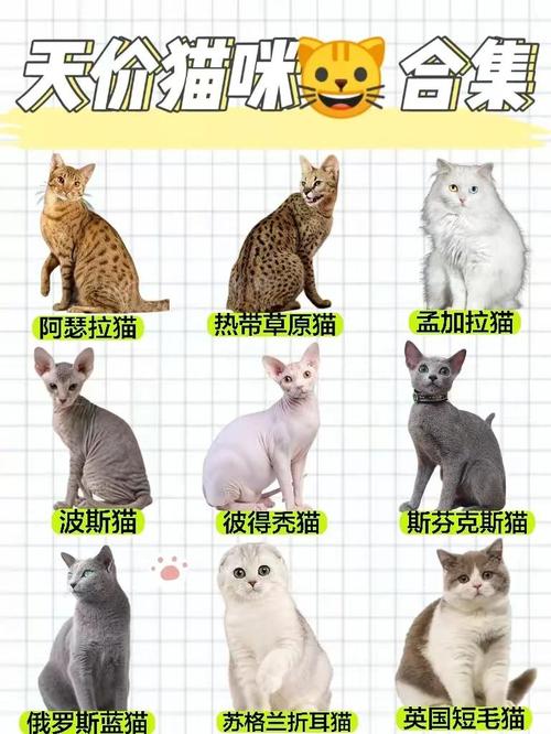 十种名贵猫咪独特魅力（十大最名贵的猫图片）