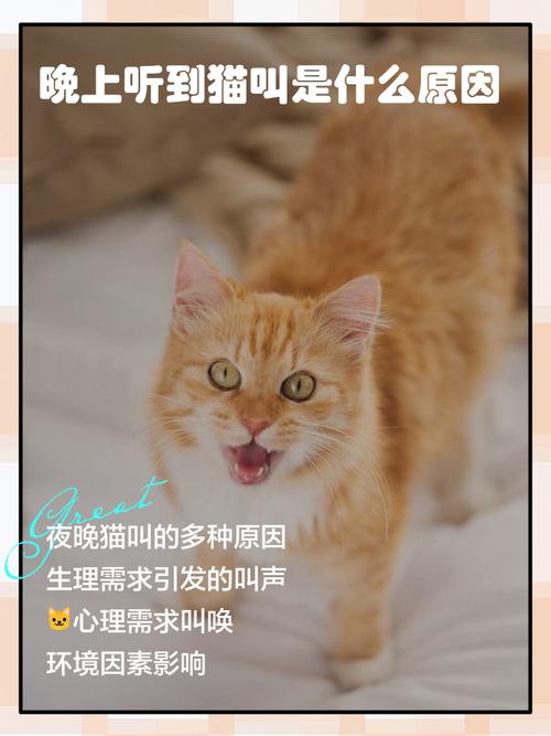 猫咪夜间叫唤原因多，了解应对建和谐（晚上猫叫是什么原因）
