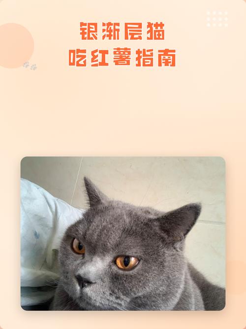 猫爱吃红薯？营养软甜还香热（猫爱吃红薯的原因）