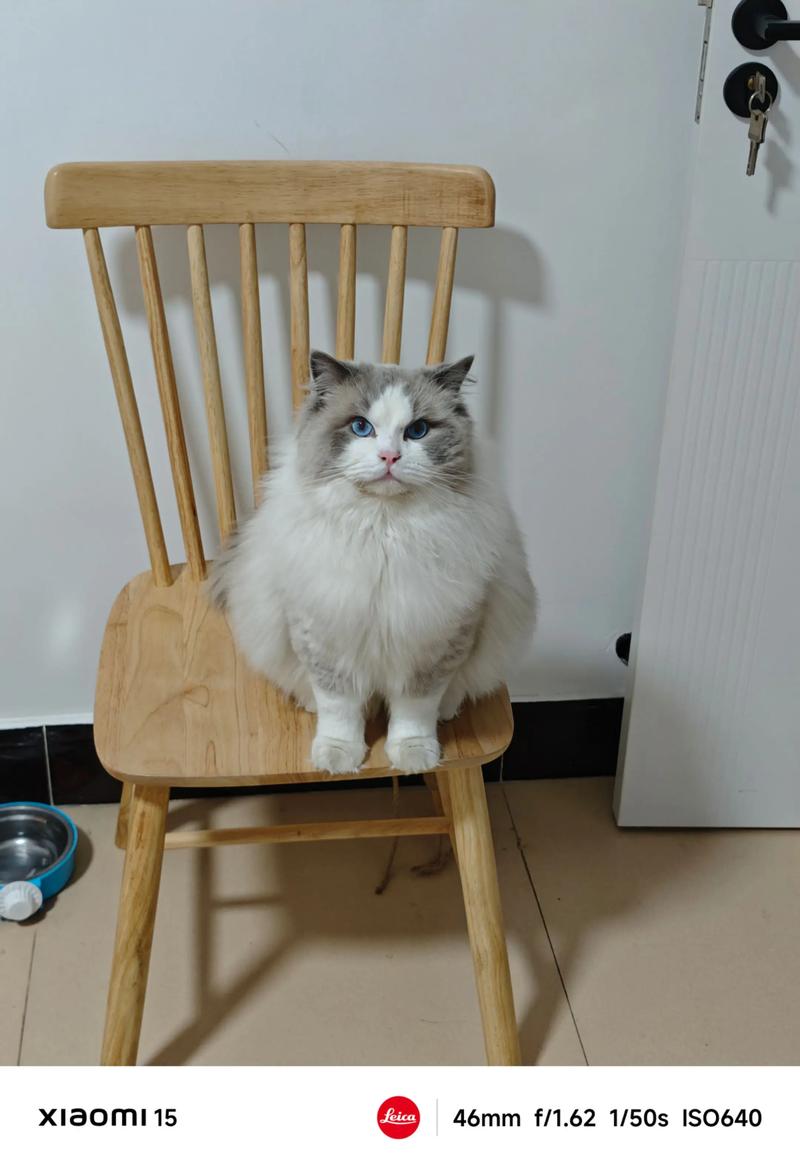 双色布偶猫花色多 温顺优雅好伴侣（双色布偶猫图片）