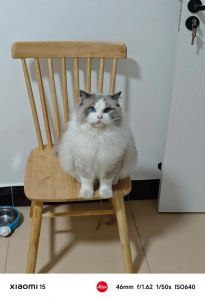 双色布偶猫花色多 温顺优雅好伴侣（双色布偶猫图片）