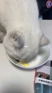紫薯可偶尔喂猫狗，量要少清淡（小猫咪能吃紫薯吗）