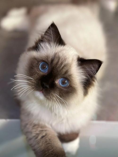 手套色和重点色布偶猫有什么不同？（手套色布偶猫和重点色布偶猫）