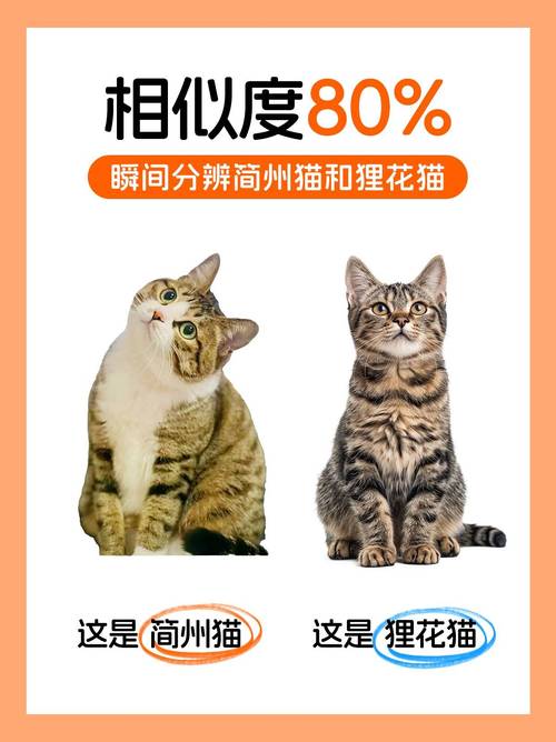简州猫公猫价优性格好，母猫优雅粘人，选猫需全面考量（养简州猫养公还是母）