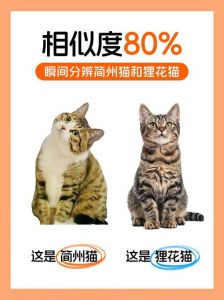 简州猫公猫价优性格好，母猫优雅粘人，选猫需全面考量（养简州猫养公还是母）