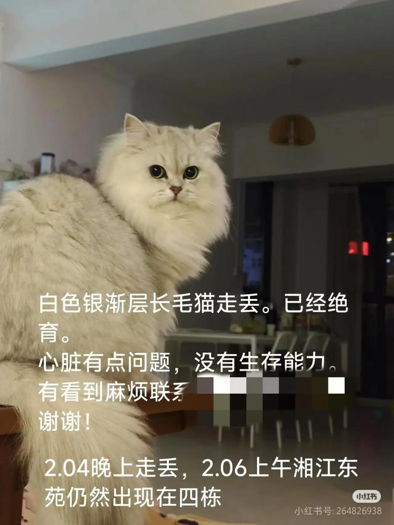 短腿长毛萌猫，养护需用心（白色金吉拉猫图片）