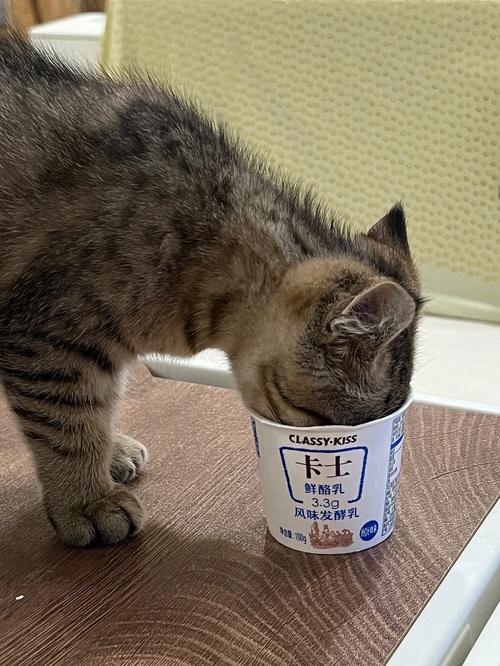 小猫适量喝原味无糖酸奶有益肠胃（猫吃酸奶会怎么样）