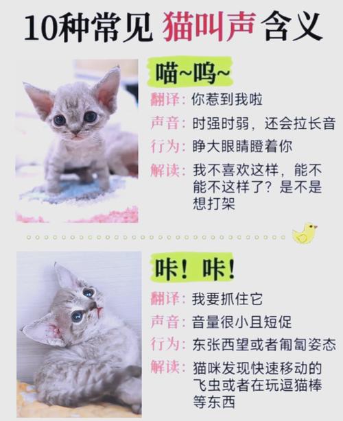凌晨猫叫怎么办？（猫咪5点叫能不理他吗）