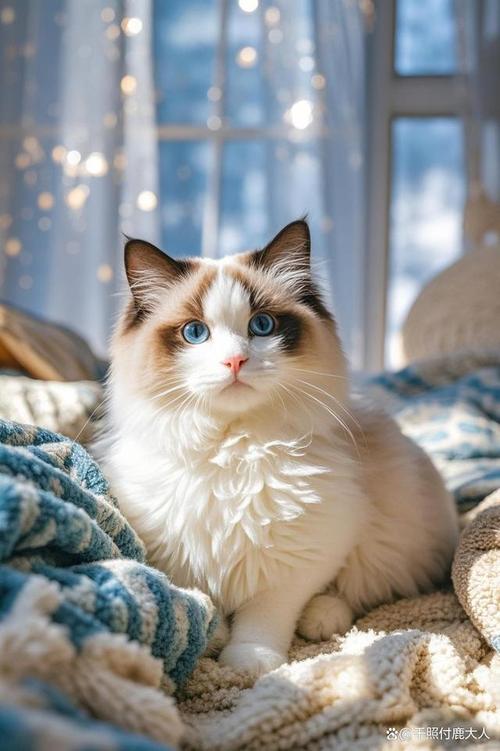 猫咪品种大颜值性格行为全解析（猫布偶图片大全）