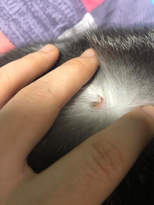 布偶猫背部疙瘩怎么办？（布偶猫背上有个肉疙瘩）