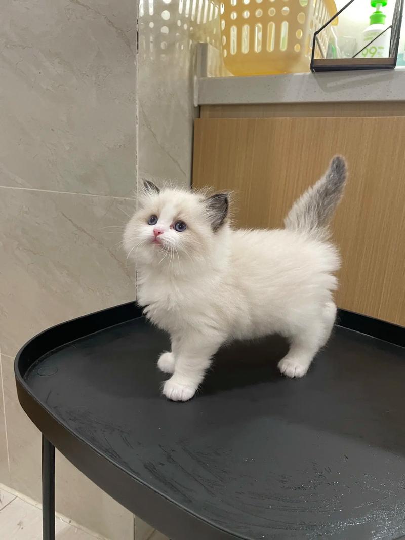 布偶猫体型大性格温顺，是理想家庭伴侣（纯种布偶猫图片）