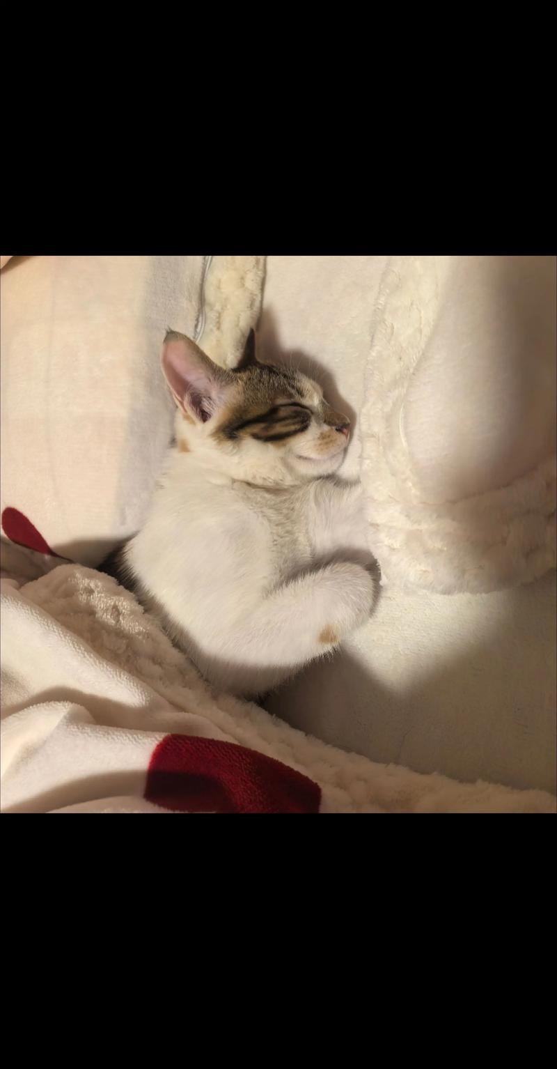 天性使然，增进亲密（猫踩被子是什么表现）