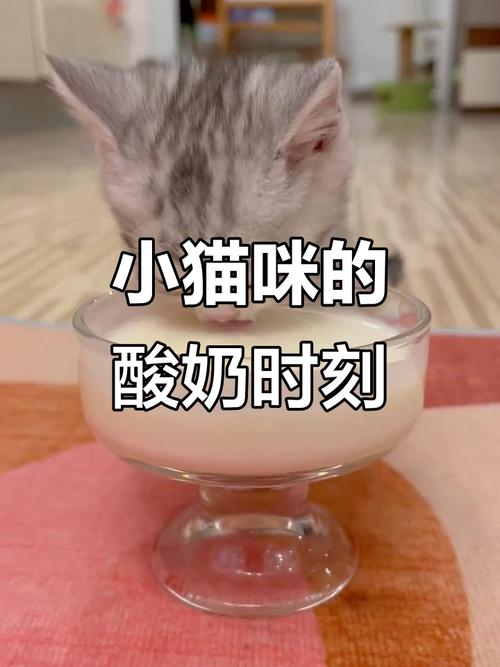 猫咪爱喝酸奶？喂食需谨慎！（猫吃酸奶的好处和坏处）