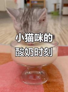 猫咪爱喝酸奶？喂食需谨慎！（猫吃酸奶的好处和坏处）