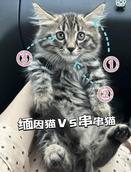 性价比高，颜值开盲盒（串串猫图片大全）
