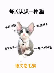 天生一对的温柔伴侣（isfp女 适合养德文猫吗）