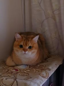橘猫价格差异大？几十到上万元，养护注意防胖！（橘猫多少钱一只）