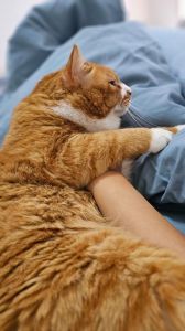选温顺粘人猫？无毛暹罗布偶都不错！（什么猫听话安静粘人）