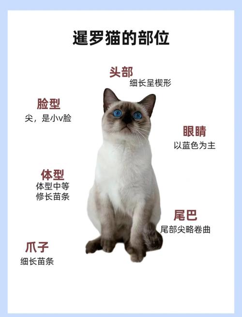 暹罗猫聪明懂情绪，会讨好模仿，享受默契陪伴就好（暹罗猫能听懂人话吗）