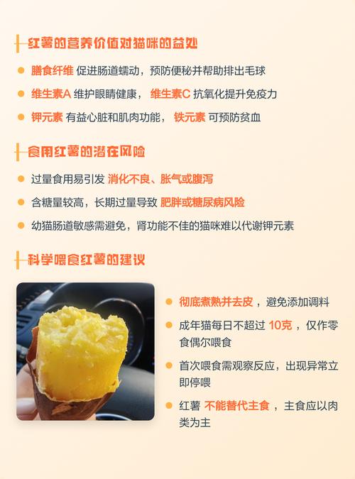 蒸地瓜可喂猫助消化，非主食慎喂（小猫能吃地瓜吗蒸熟的）