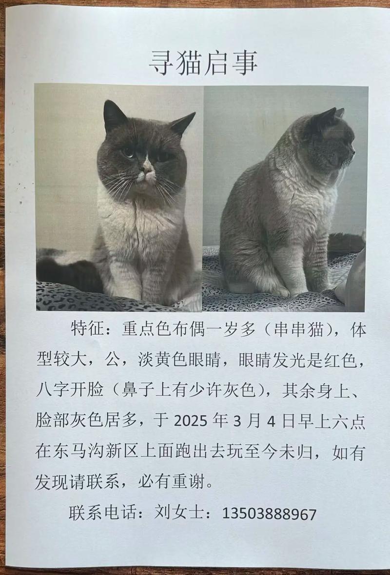 布偶猫怎么分辨纯种？看外貌性格选对它（怎么判断布偶猫串串）