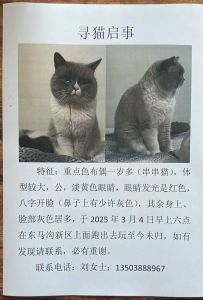 布偶猫怎么分辨纯种？看外貌性格选对它（怎么判断布偶猫串串）