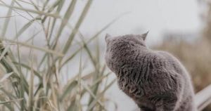 夏天猫叫不预示死亡，关注健康和环境变化（夏天下午猫叫的很厉害会意味着会死人吗）