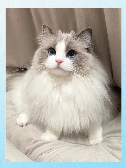 双色布偶猫花色多 温顺优雅好伴侣（双色布偶猫图片）